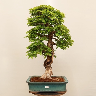 e-bonsai Venkovní bonsai -Carpinus Coreana - Habr korejský