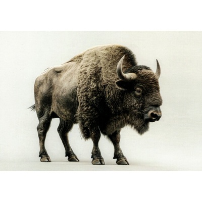 Pohlednice Bizon – Zboží Mobilmania
