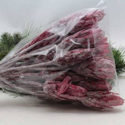 Protea repens - růžová světlá - SU0894