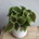 Pilea Moon Valley
