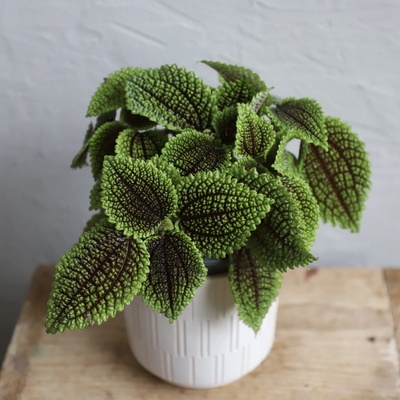 Pilea Moon Valley