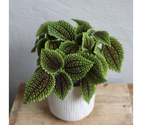 Pilea Moon Valley