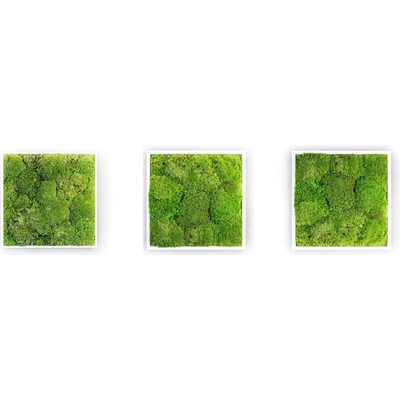 Gardners Set 3 mechových obrazů 22x22 z kopečkového mechu, bílá