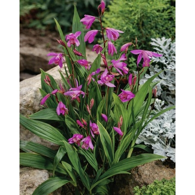 Orchidej vzpřímená 'Striata pink' 1 ks – Zboží Dáma