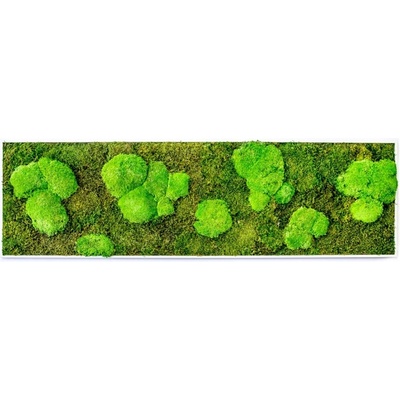 Gardners Mechový obraz 140x40 cm kombinovaný mech kopečkový s plochým, bílá