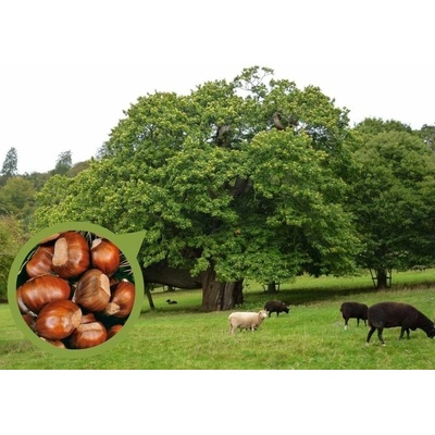 Gaštan jedlý, výška 60-100 cm, kvetináč 5 l