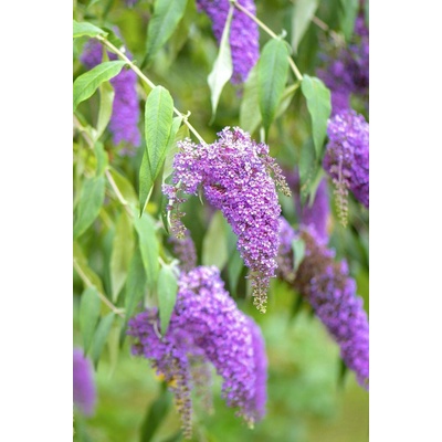 GREENBOSS FLOWER Komule Davidova 'Fascinating' 2l