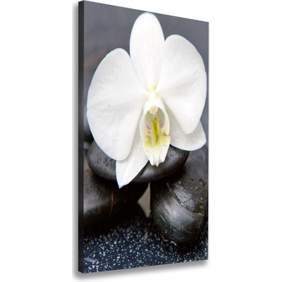 Vertikálny foto obraz na plátne Orchidea a kamene 50x100 cm