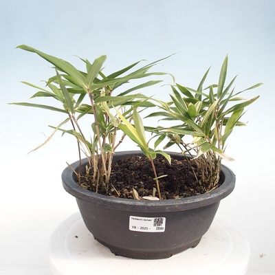 e-bonsai Venkovní bonsai - Sasaella masamuneana Albostriata - Bambus panašovaný