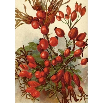 Přání Rosehip