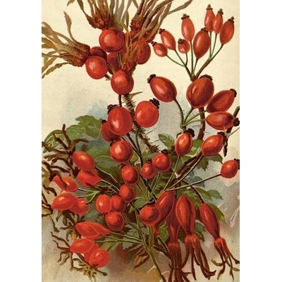Přání Rosehip