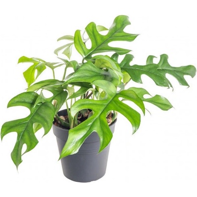 Monstera minima, Raphidophora tetrasperma, průměr květináče 12 cm