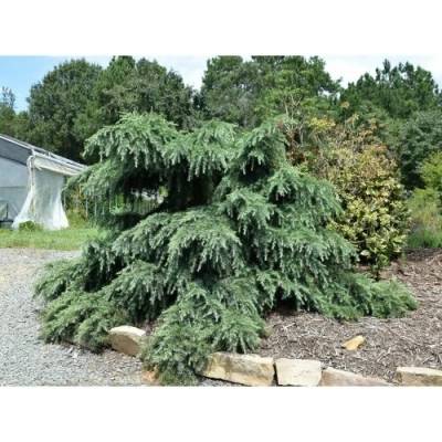 Céder Himalájsky (Cedrus deodara) ´FEELIN BLUE´® - výška 90-110 cm, kont. C18L