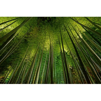 Image 1 of DIMEX ART Флизелинов фототапет бамбук 375 x 250 см