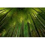 DIMEX ART Флизелинов фототапет бамбук 375 x 250 см