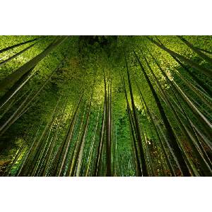DIMEX ART Флизелинов фототапет бамбук 375 x 250 см
