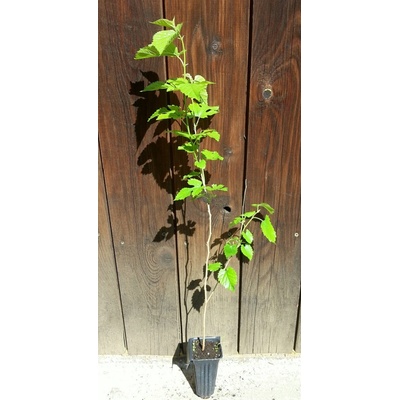 Moruša biela (Morus alba) veľkosť 30+cm