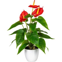 Umělá květina Anthurium červená v květináči, 40cm