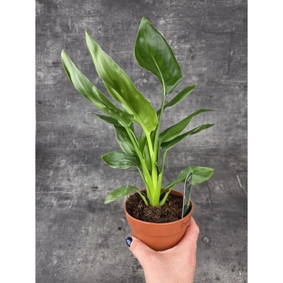 Strelitzia Reginae