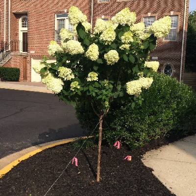 Щамбова Хортензия Limelight® - паникулата