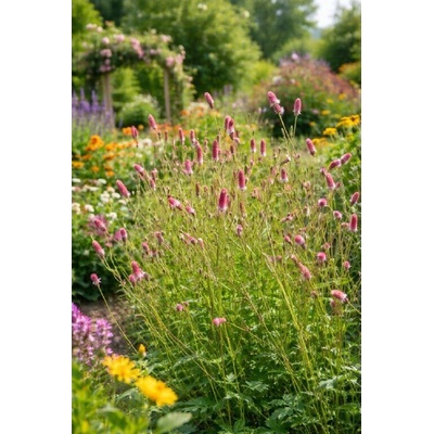 Krvavec 'Pink Tanna' 1 ks