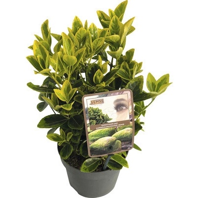Brslen japonský FloraSelf Euonymus japonicus 'Aureomarginatus' výška 20-25 cm květináč 2 l