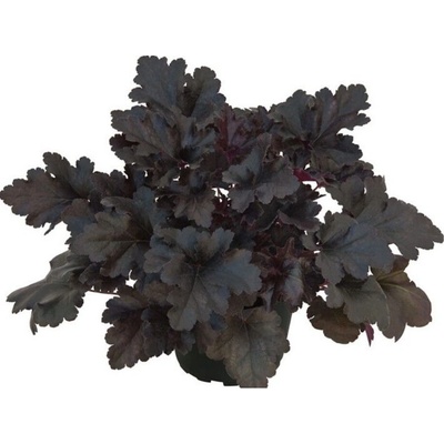 Heuchera Primo Black Pearl, kont. 0,5 l