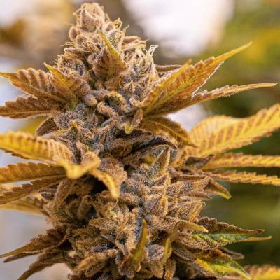 High Speed Buds Alien Candy Kush Fast semena neobsahují THC 3 ks