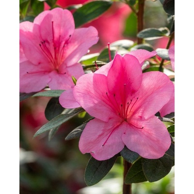Agarden Azalka 'Moederkensdag'