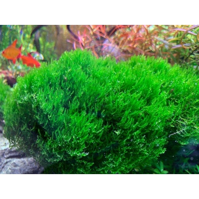 Taxiphyllum sp. Flame Moss – Zboží Mobilmania