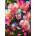 Enjoy - Puzzle Sweet Peas Stained Glass - 1 000 piese