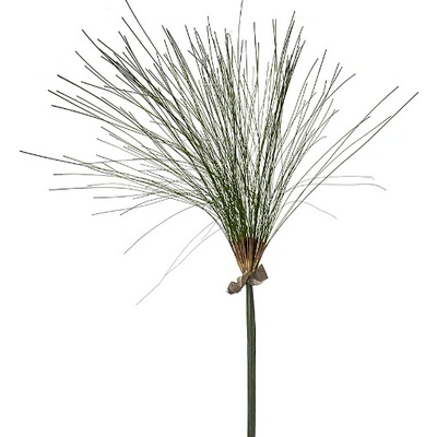 Papyrus