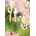 Seven Seas White rose in bloom v03 | v03