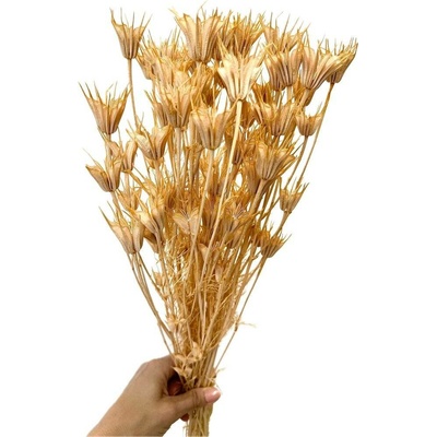 Sušená Nigella Oriental 'PEACH FUZZ' (nádech broskvové) svazek/kytice 45g