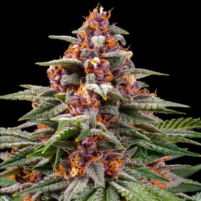 Barney's Farm Runtz AUTO semena neobsahují THC 10 ks