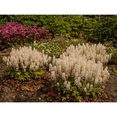 Tiarela Spring Symphony - Tiarella, kont. 0,5 l