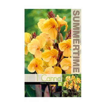 Seklos Индийска Кана джудже Луис Котин Canna Indica - 1 бр луковица