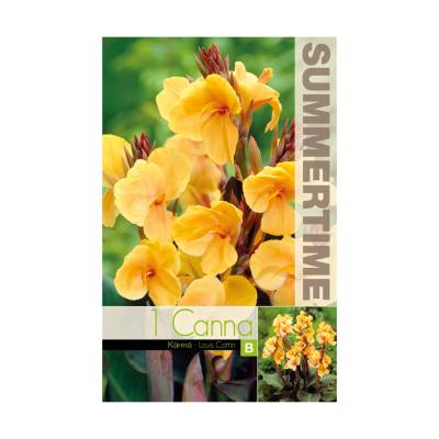 Seklos Индийска Кана джудже Луис Котин Canna Indica - 1 бр луковица