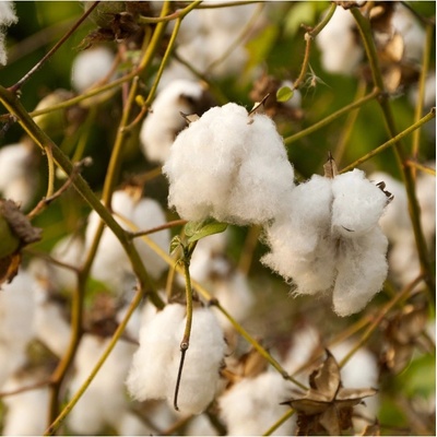 Bavlník bylinný - Gossypium herbaceum - semena bavlníku - 6 ks