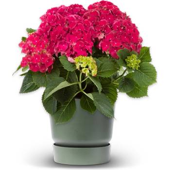 Hy-Pe Unique Хортензия Macrophylla Red - Hy-Pe