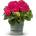 Hy-Pe Unique Хортензия Macrophylla Red - Hy-Pe
