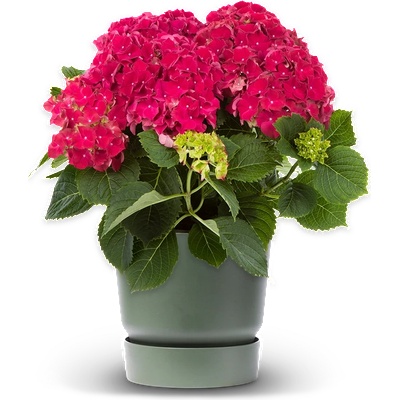 Hy-Pe Unique Хортензия Macrophylla Red - Hy-Pe