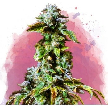 Nirvana Durban poison semena neobsahují THC 5 ks