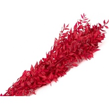 Stabilizované listy - vetvy Ruscus 150g - jasné červené