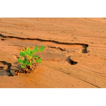 DIMEX ART s. r. o Флизелинов фототапет растещо пустинно растение 375 x 250 см