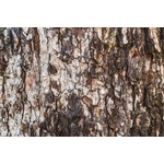 DIMEX ART Флизелинов фототапет текстура на бор 375 x 250 см