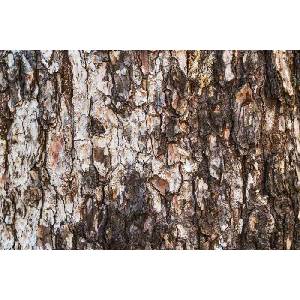 DIMEX ART Флизелинов фототапет текстура на бор 375 x 250 см