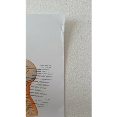 Schéma - lidský cévní systém - AJ - 50x67 cm - SLEVA Papír bez lišty