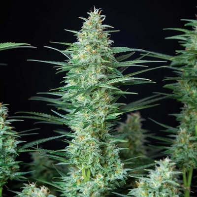 Buddha Seeds Red Dwarf AUTO semena neobsahují THC 1 ks