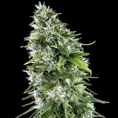 Genehtik Kritikal Bilbo x AK-47 semienka neobsahujú THC 25 ks